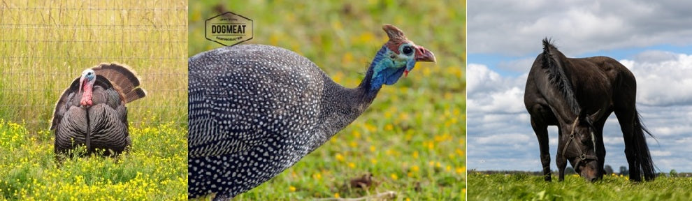 Kalkoen-Parelhoen-Paard gemalen 1000 gram