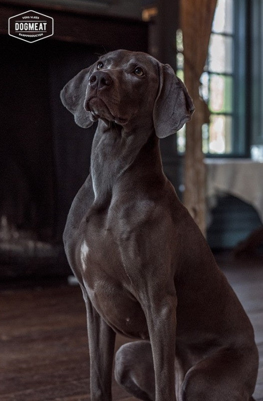 Fazant gemalen 1000 gram