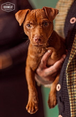 Kip gemalen 200 – 500 – 1000 gram