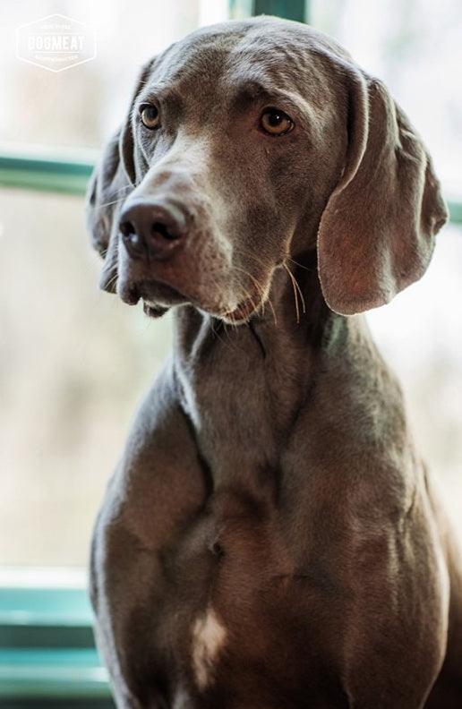 Konijn gemalen 200 – 500 – 1000 gram