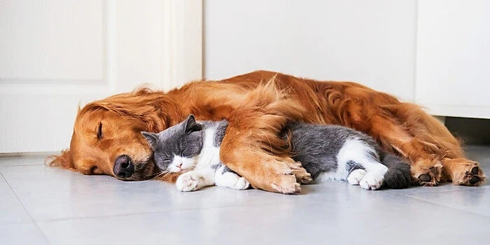 Leuke feitjes over Honden en Katten