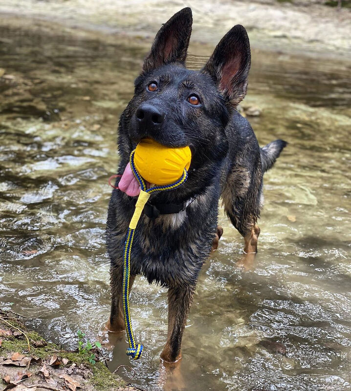 Starmark Swing 'n Fling Fetch Ball