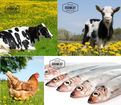 4-dieren Balans gemalen 500 – 1000 gram