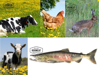 5-Dieren Basis gemalen 500 – 1000 Gram