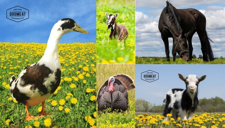 5-Dieren De Luxe gemalen 500 - 1000 gram