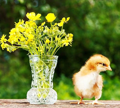 Hele Geslachte Ééndagskuikens