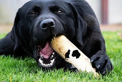 Koffieboom Kauwwortel Maat XXS t/m XXL