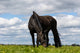 Paardenvlees met bot 1000 gram