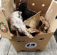 Snackbox L