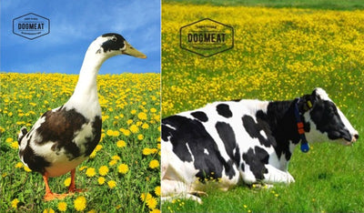 Eend-Rund gemalen 500 – 1000 gram