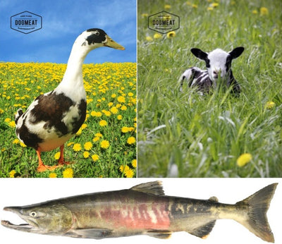 Eend-Zalm-Lam gemalen 1000 gram