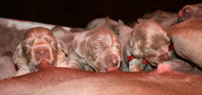 Fokkersworst gemalen 1250 gram