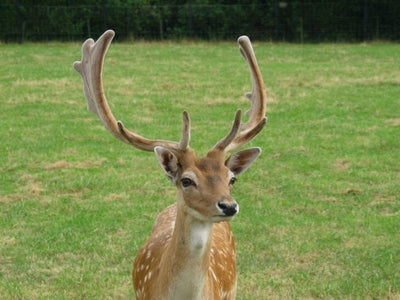 Hert gemalen 1000  gram