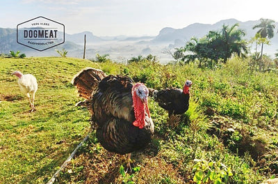 Kalkoenstaarten 1000 gram