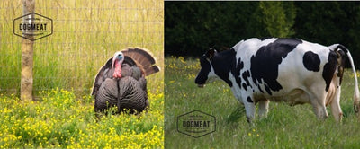 Kalkoen-Rund gemalen 200 – 500 – 1000 gram