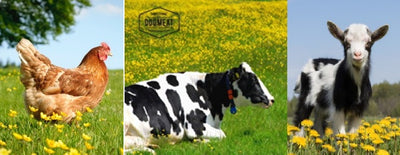 Kip-Rund-Lam gemalen 500 – 1000 gram