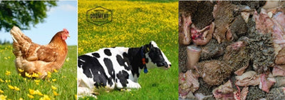 Kip-Rund-Runderpens gemalen 1000 gram