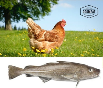 Kip -Witvis gemalen 1000 gram