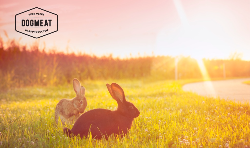 Konijnenniertjes 1000 gram