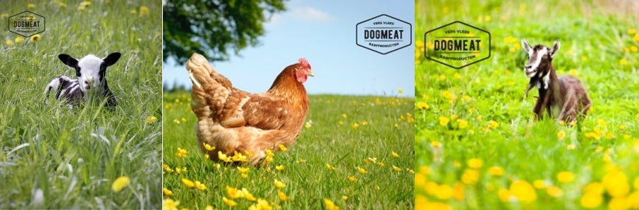 Lam-Kip-Geit gemalen 1000 gram