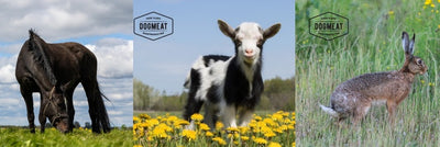 Paard-Lam-Konijn gemalen 500 – 1000 gram