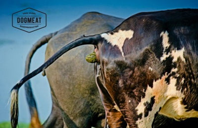 Runderboekmaag gemalen 200 – 500 – 1000  gram