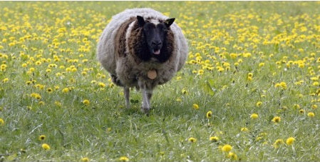 Schapenpens gemalen 1000 gram