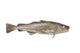 Witvis gemalen 1000  gram