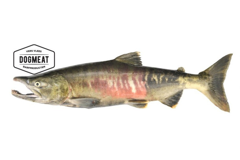 Zalm gemalen 200 – 500 – 1000  gram